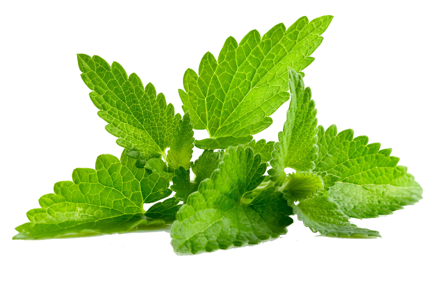 Mint